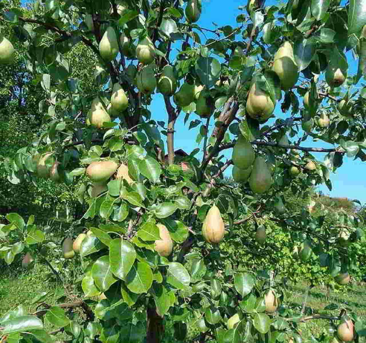 Recette avec des poires de curé