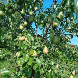 Recette avec des poires de curé