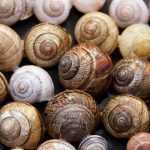 Recette Cassolette d'escargots du pont de jambes