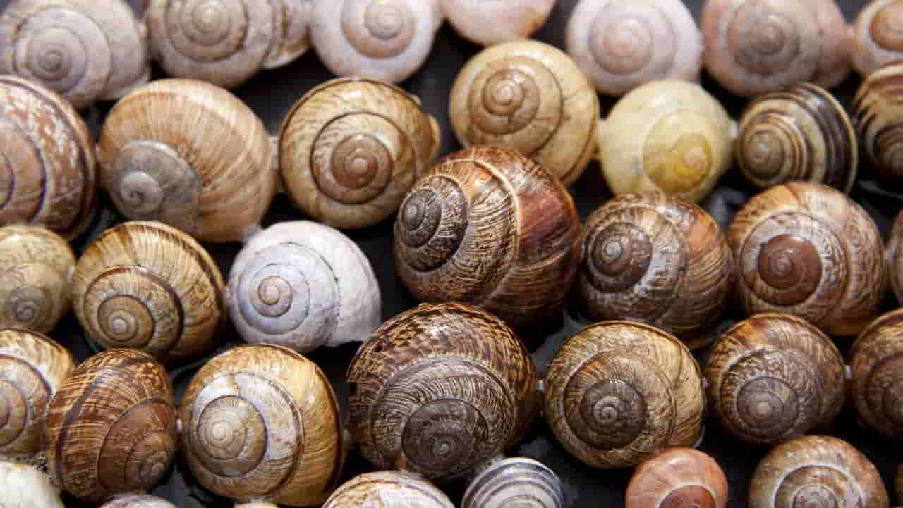 Recette Cassolette d'escargots du pont de jambes