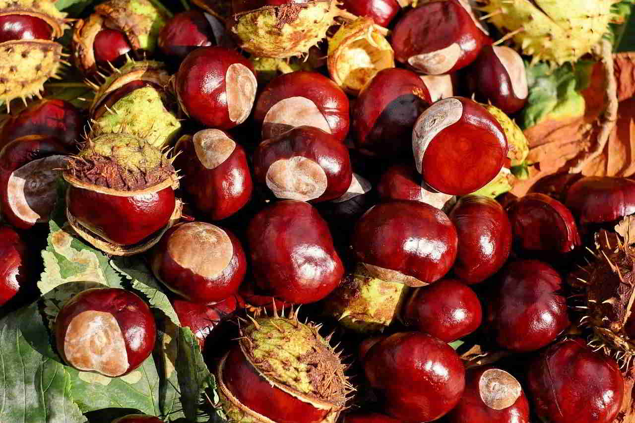 Recette Confiture de châtaignes non épluchées