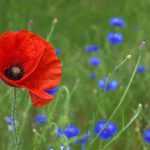 Recette Confiture de coquelicots