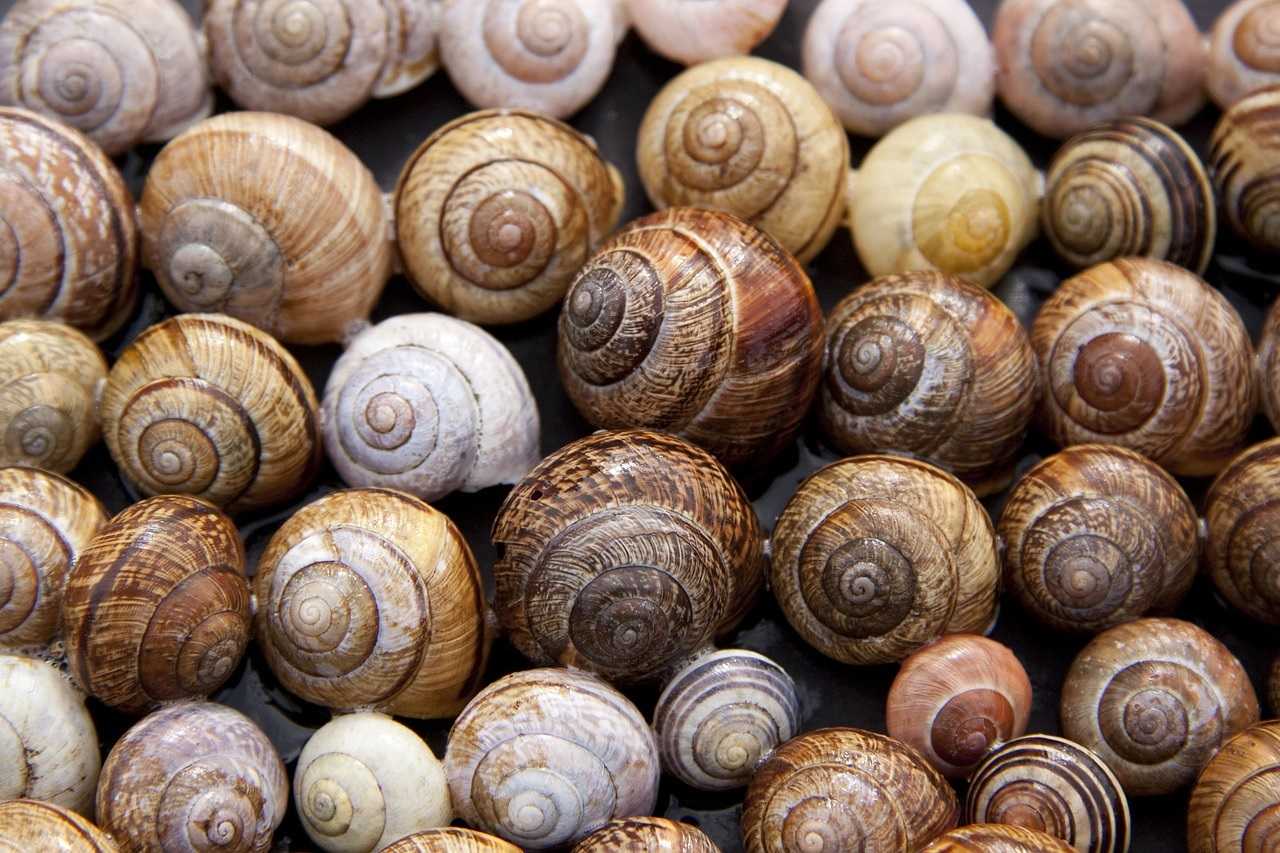 Recette Petits gris à la palavasienne