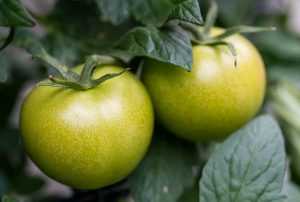 Recette Chutney de tomates vertes