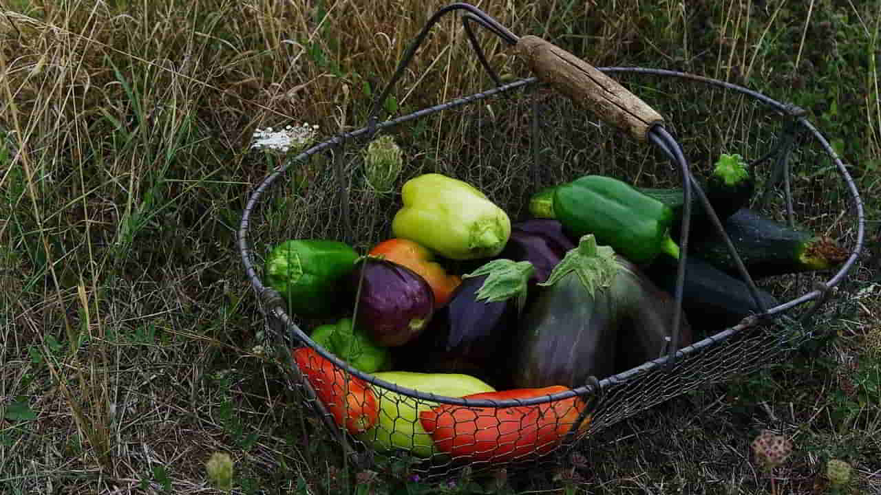 Recette de courgettes, aubergines et poivrons