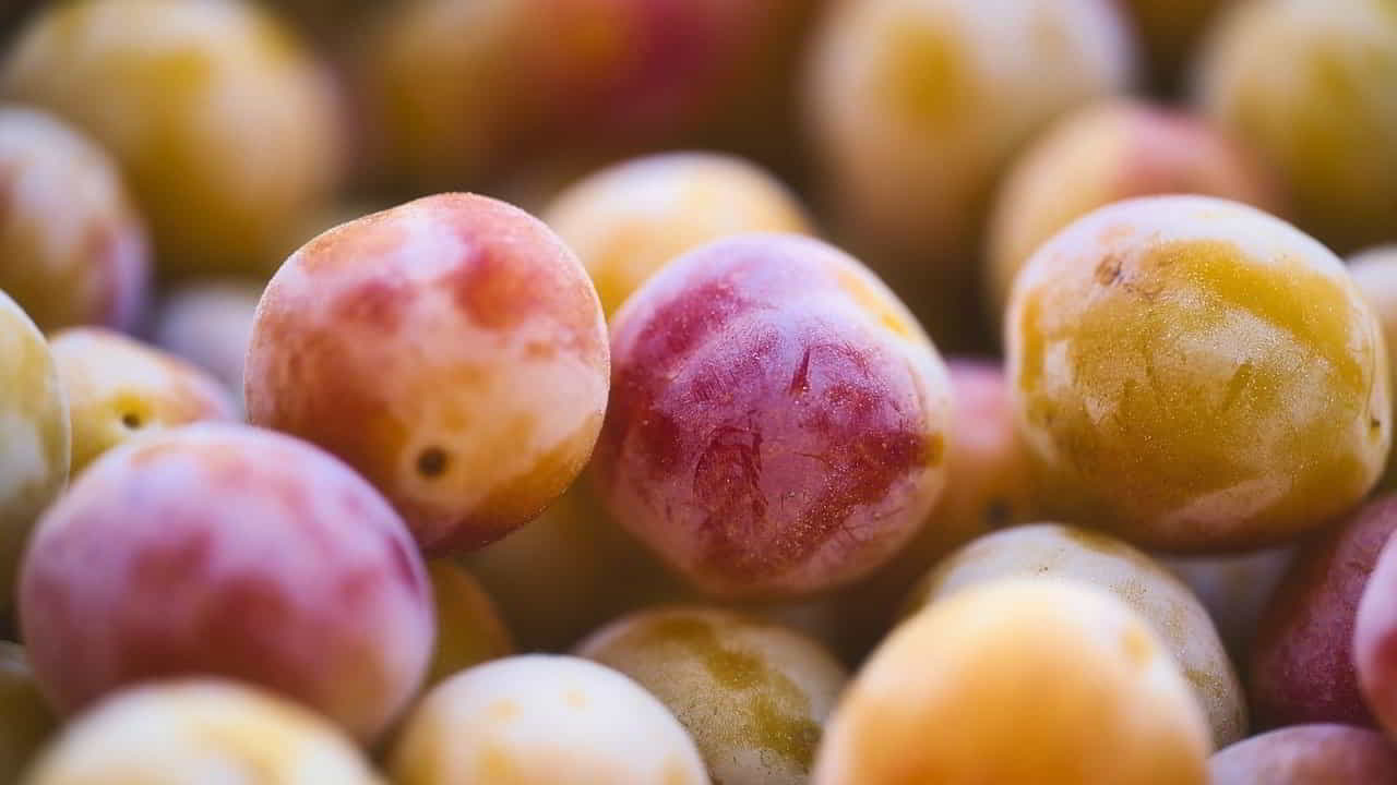Recette Mirabelles au sirop en bocaux stérilisés