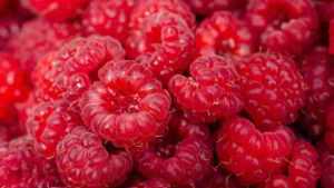 Recette Sirop de framboise