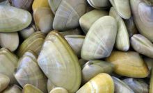 Recette Tellines à l’ail