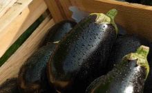 Recette Terrine d’aubergines facile