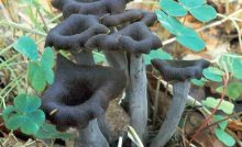 Trompettes de la mort