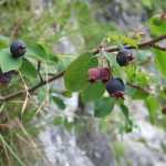 Fruits de l' Amélanchier