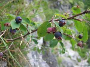 Fruits de l' Amélanchier