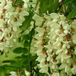 Recette Fleurs d’acacia en beignets