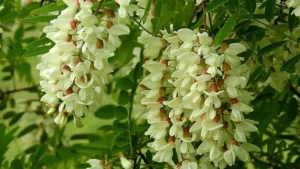 Recette Fleurs d’acacia en beignets