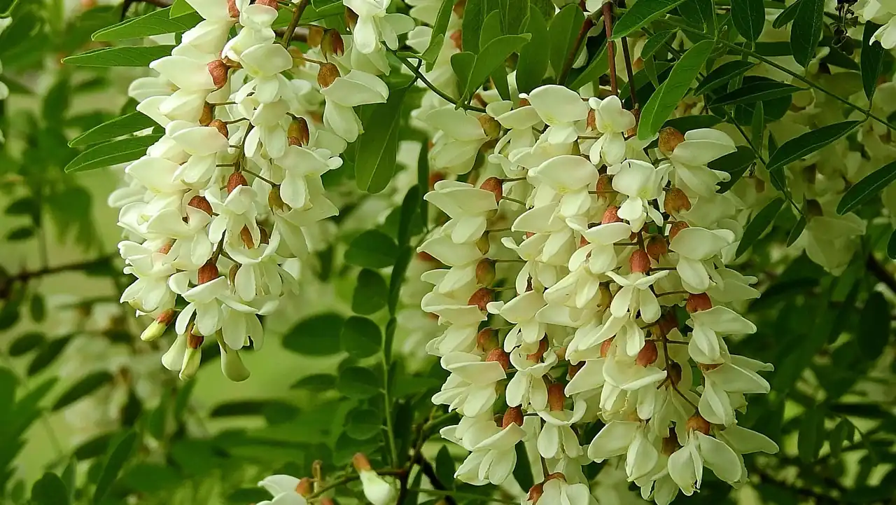 Recette Fleurs d’acacia en beignets