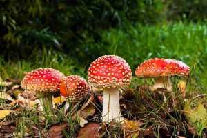 Recette Champignons rigolo d'Halloween