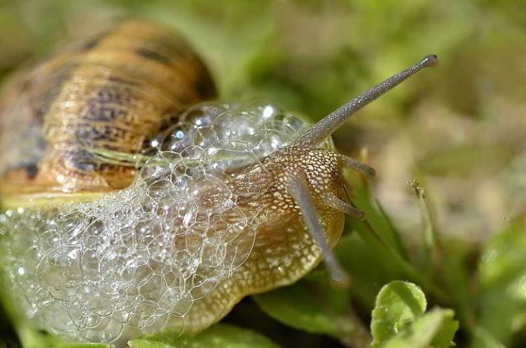 Bave d'escargot