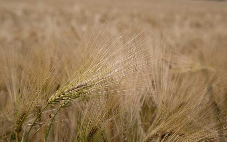 Intolérance au gluten