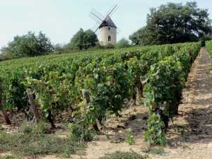 Coup de coeur dans le Chablis