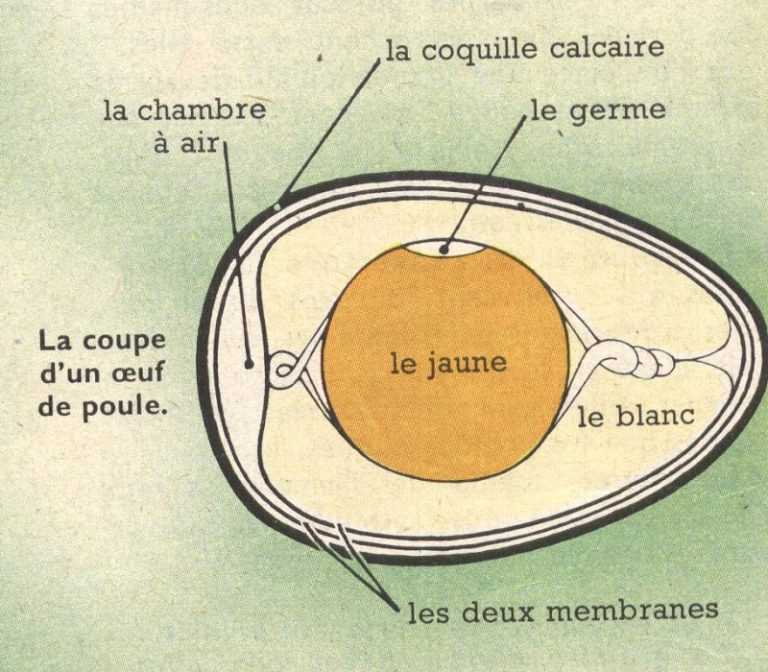 Choisir ses oeufs