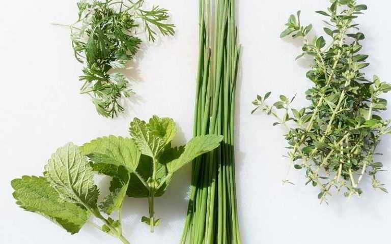 Les herbes dans votre assiette