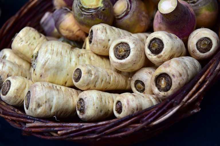 Panais, légumes oubliés