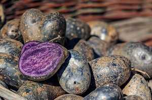 Pomme de terre vitelotte