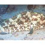 Loche Epinephelus-polyphekadion