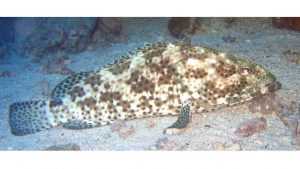 Loche Epinephelus-polyphekadion