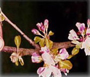 fleur de pommier cidre