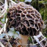 Morilles