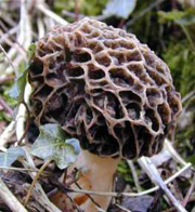 Morilles