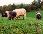 porcs de Bayeux