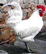 Poulet blanc