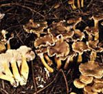 Chanterelle