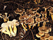 Chanterelle