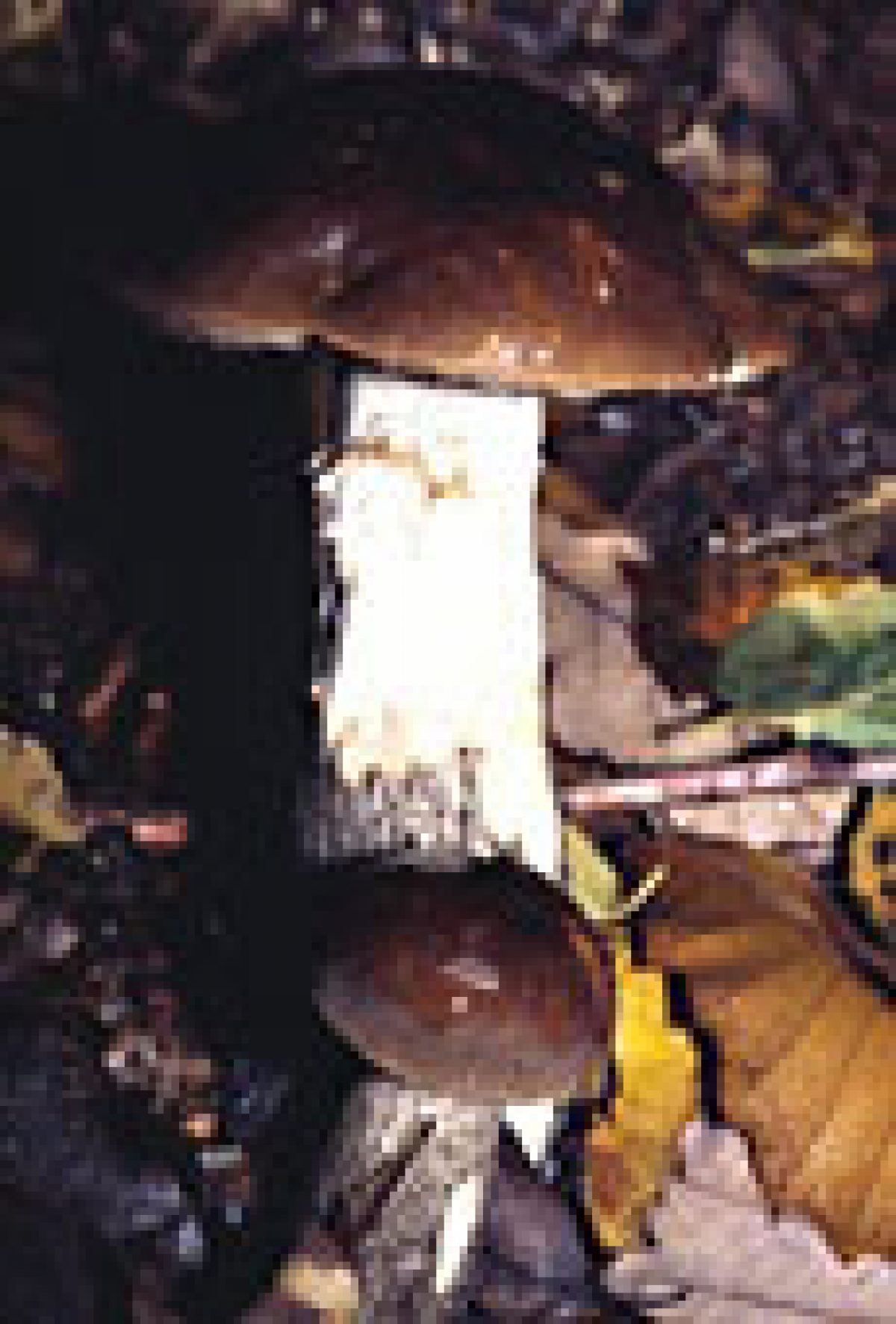 Comment On Dit Champignon En Anglais Champignon sauvage ou des bois - Recettes et Terroirs