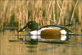 Canards Sauvages