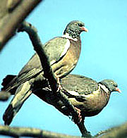 Pigeon