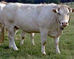 Boeuf Gersois