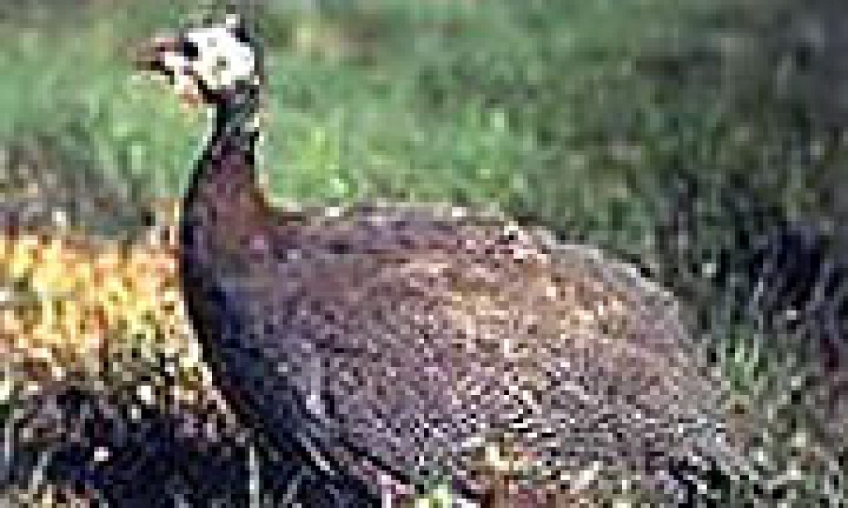 Pintade Recettes Et Terroirs