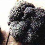 Truffe noire du Comtat de Provence