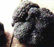 Truffe noire du Comtat de Provence