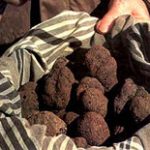 Truffe du Périgord