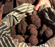 Truffe du Périgord