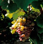 Vin des Côteaux du Giennois