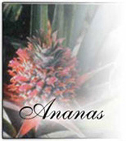 Ananas