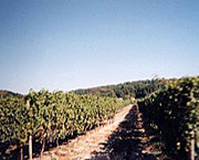 Vin de Saint-Nicolas de Bourgueil