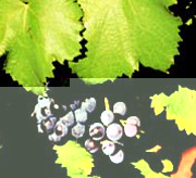 Vin de Bordeaux