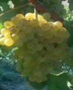 Vin du Languedoc